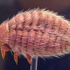 Кошенильный червец, или кошениль (лат. dactylopius coccus)