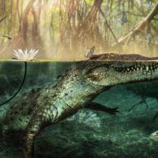 Первые крокодилы приплыли в америку из африки