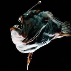 Почему спаривание рыб удильщиков похоже на пересадку органов