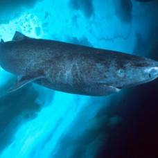 Почему гренландская полярная акула – самая медлительная рыба?