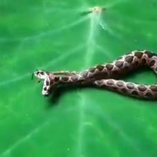 В индии нашли ядовитую двухголовую змею