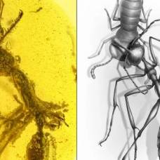 Ученые нашли в янтаре древнего «адского» муравья, пожирающего добычу