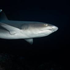 Рифовые акулы прячутся от людей в действующих вулканах