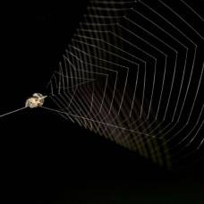Ученые впервые измерили скорость броска «ловчих» пауков