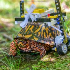 Инвалидное кресло для черепахи