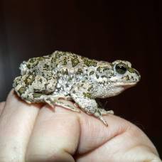 Пуштунская жаба (bufo baturae)
