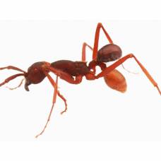 Жук-Карапузик nymphister kronaueri