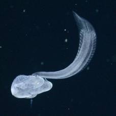 Аппендикулярия харон (лат. bathochordaeus charon)