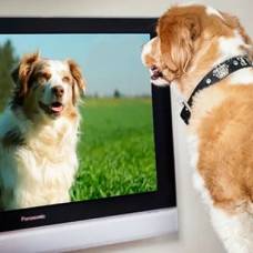 Что видят собаки, когда смотрят телевизор