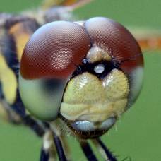 Двойные глаза летающих насекомых
