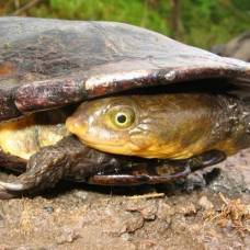 Бразильская гидромедуза (лат. hydromedusa maximiliani)