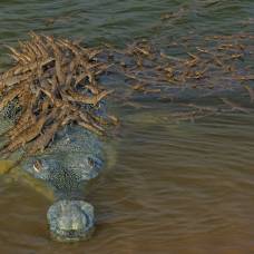 Ответственный папаша: крокодил катает на спине сотню детенышей