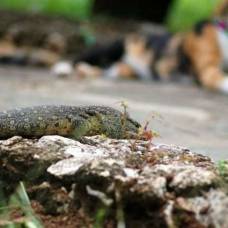 Кот и дракон. смертельная битва титанов двора.