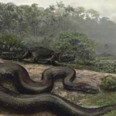 Самая большая змея (titanoboa cerrejonensis)