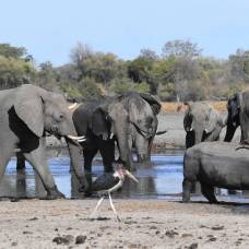 Массовую гибель слонов в ботсване объяснили цианобактериями