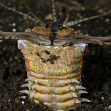Хищный многощетинковый червь (полихета) (лат. eunice aphroditois)