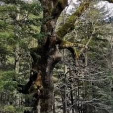 Найден самый старый дуб в мире