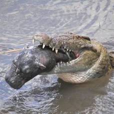 Крокодил густав - пуленепробиваемый «дьявол» республики бурунди