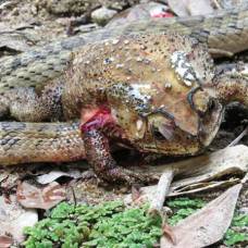 Змеи вида oligodon fasciolatus  потрошат жертву заживо
