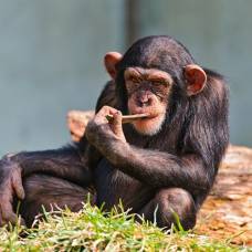 Можно ли перелить человеку кровь шимпанзе