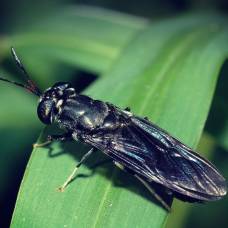 Личинки мух могут заменить антибиотики в сельском хозяйстве