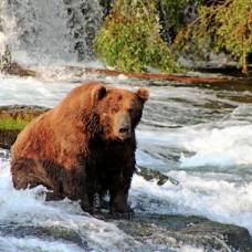 На аляске определили самого толстого медведя