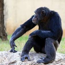 Как шимпанзе превратить в человека