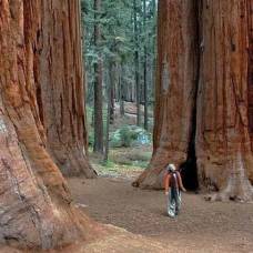 Ученые подсчитали точную массу калифорнийских секвой