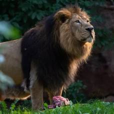 Ученые из миннесоты объяснили, как устроено сотрудничество львов