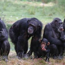 Шимпанзе, как и люди, не склонны заводить друзей в старости