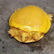 В индии обнаружили черепаху редкой желтой окраски
