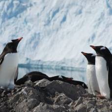 На островах южного океана обнаружили три новых вида пингвинов