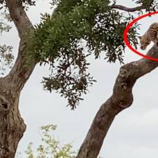 Как леопард охотится прямо с ветвей дерева