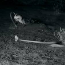 Кенгуровая крыса против змеи