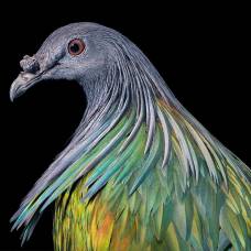 Замечательные портреты птиц