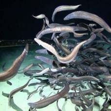 Ученые обнаружили самые большие скопления рыбы на глубине