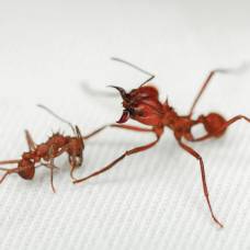 У муравьев-листорезов acromyrmex echinatior обнаружили броню