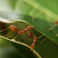 7 удивительных фактов о муравьях