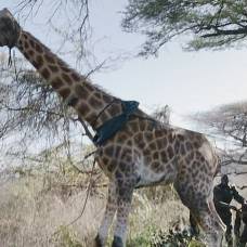 В кении спасают жирафов, застигнутых сильными дождями