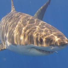 Чем питаются белые акулы