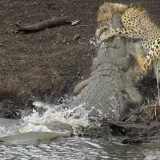 Как крокодил поймал гепарда у водопоя