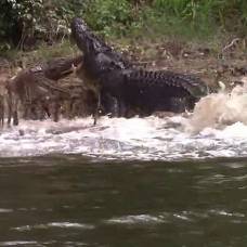 Ревнивый крокодил отомстил возлюбленной за встречу с соперником