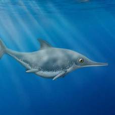 Древнюю морскую рептилию признали новым видом ихтиозавров