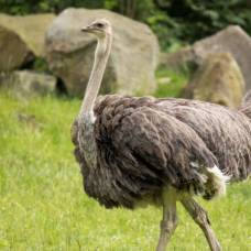 Правда ли, что страусы прячут голову в песок, чувствуя опасность