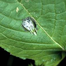 Древесные сверчки oecanthus henryi используют «усилители» из листьев
