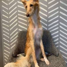 Собака с аномально длинной шеей и ногами стала звездой в соцсетях