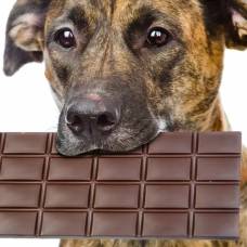 Шоколад собакам вреден