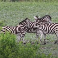 Зебры-Самцы подрались за внимание самки