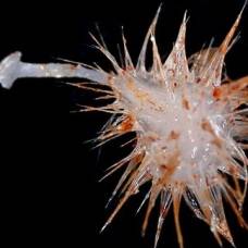Обнаружены три новых вида хищных морских губок