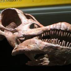 В аргентине нашли останки гигантского динозавра
